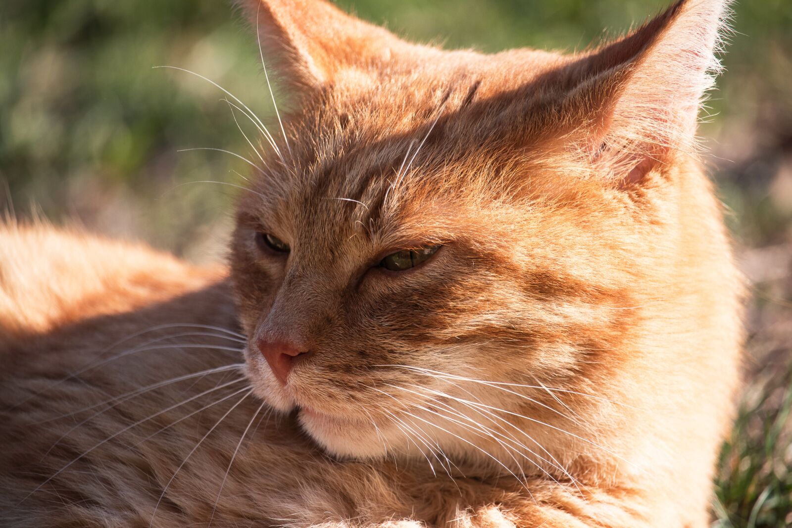 Canon EF-S 55-250mm F4-5.6 IS STM sample photo. Cat, domestic cat, pet photography