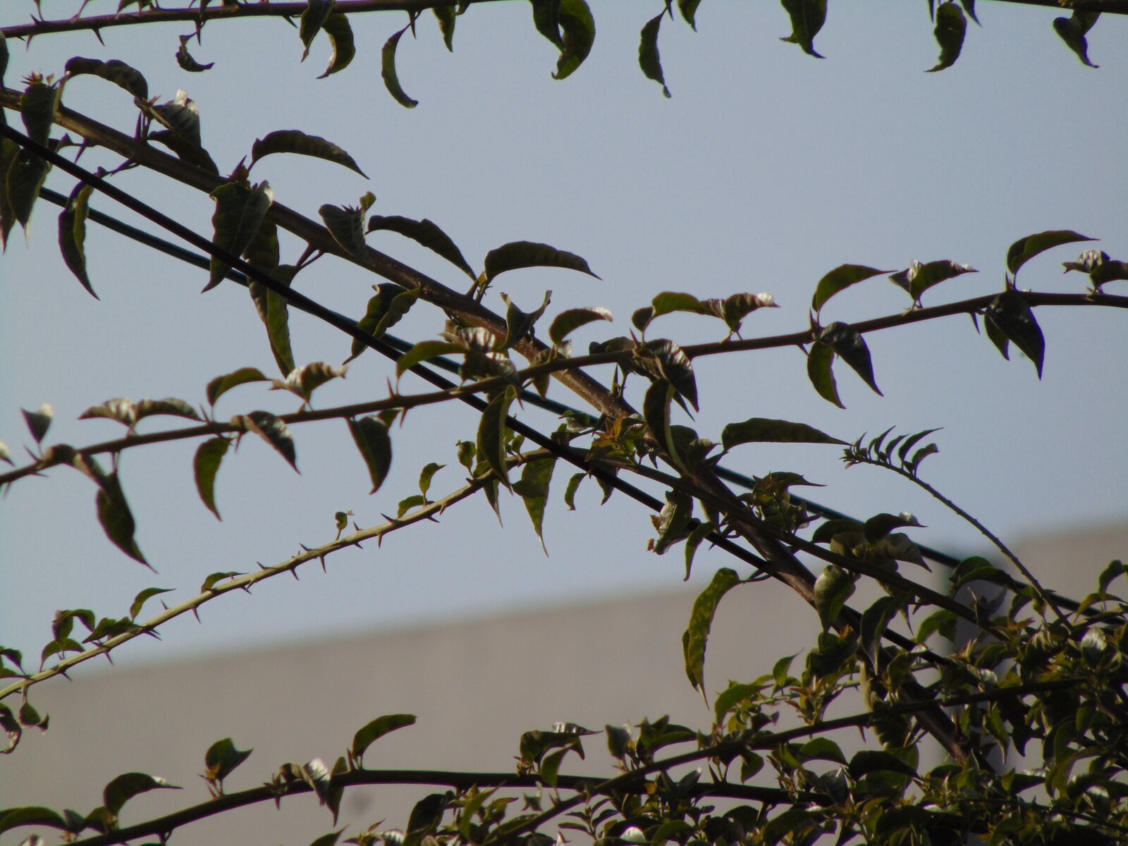 Sony Cyber-shot DSC-H300 sample photo