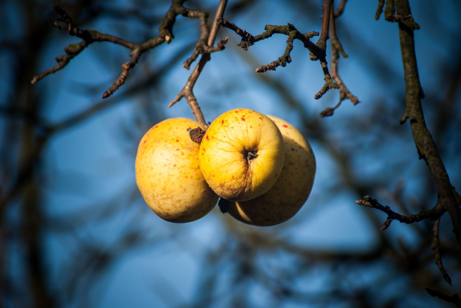 Sony Alpha DSLR-A100 sample photo. Village, apple, sad photography