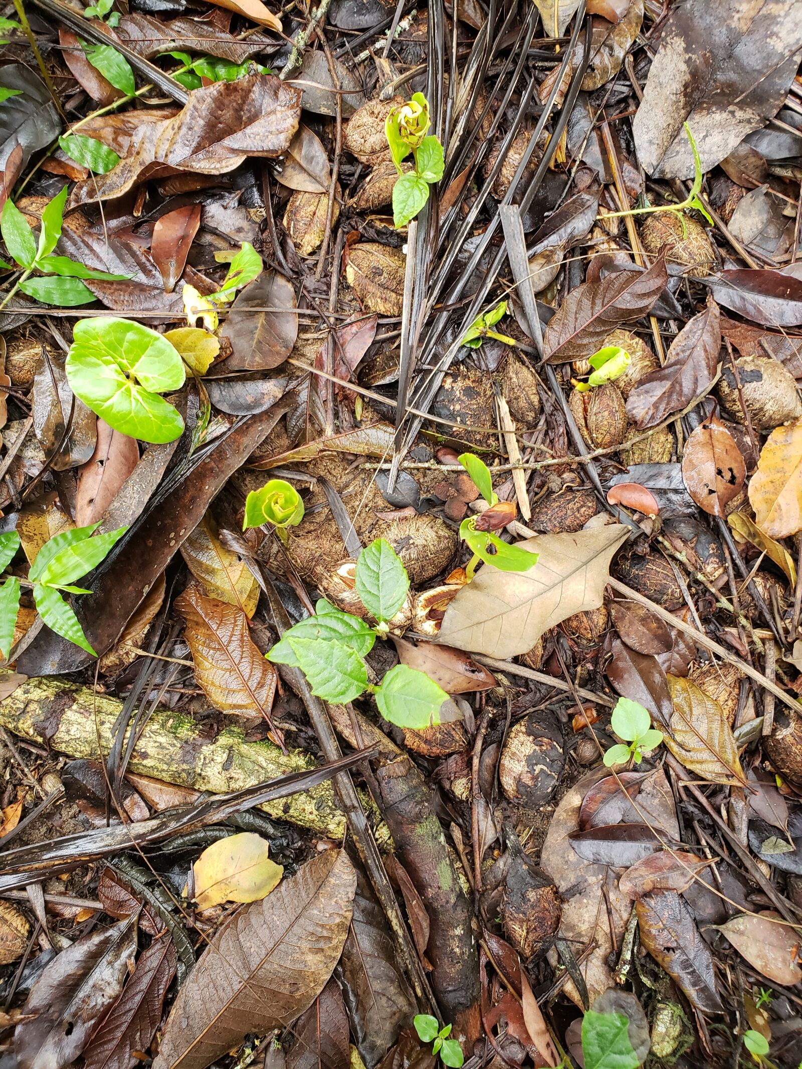 Samsung Galaxy S9 sample photo. Leaves, floor, forest photography