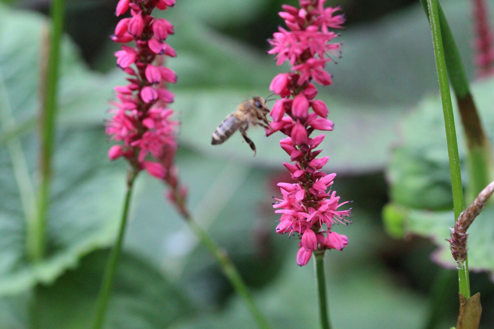 Canon EOS 1300D (EOS Rebel T6 / EOS Kiss X80) sample photo. Bee, nature, honey bee photography