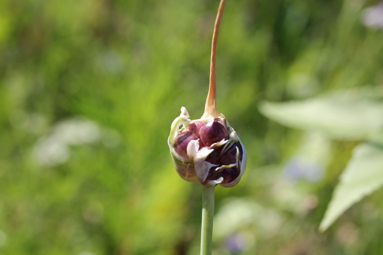 Canon EOS 550D (EOS Rebel T2i / EOS Kiss X4) sample photo. Garlic, seeds, plant photography