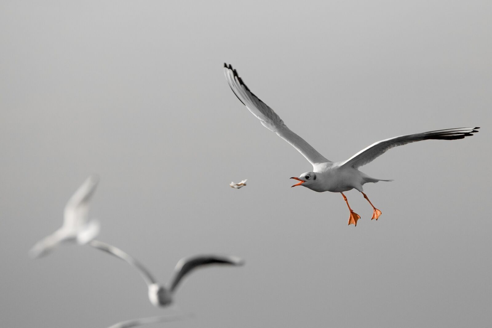 Canon EOS 5D + Canon EF 70-200mm F2.8L IS USM sample photo. Bird, wildlife, seagulls photography