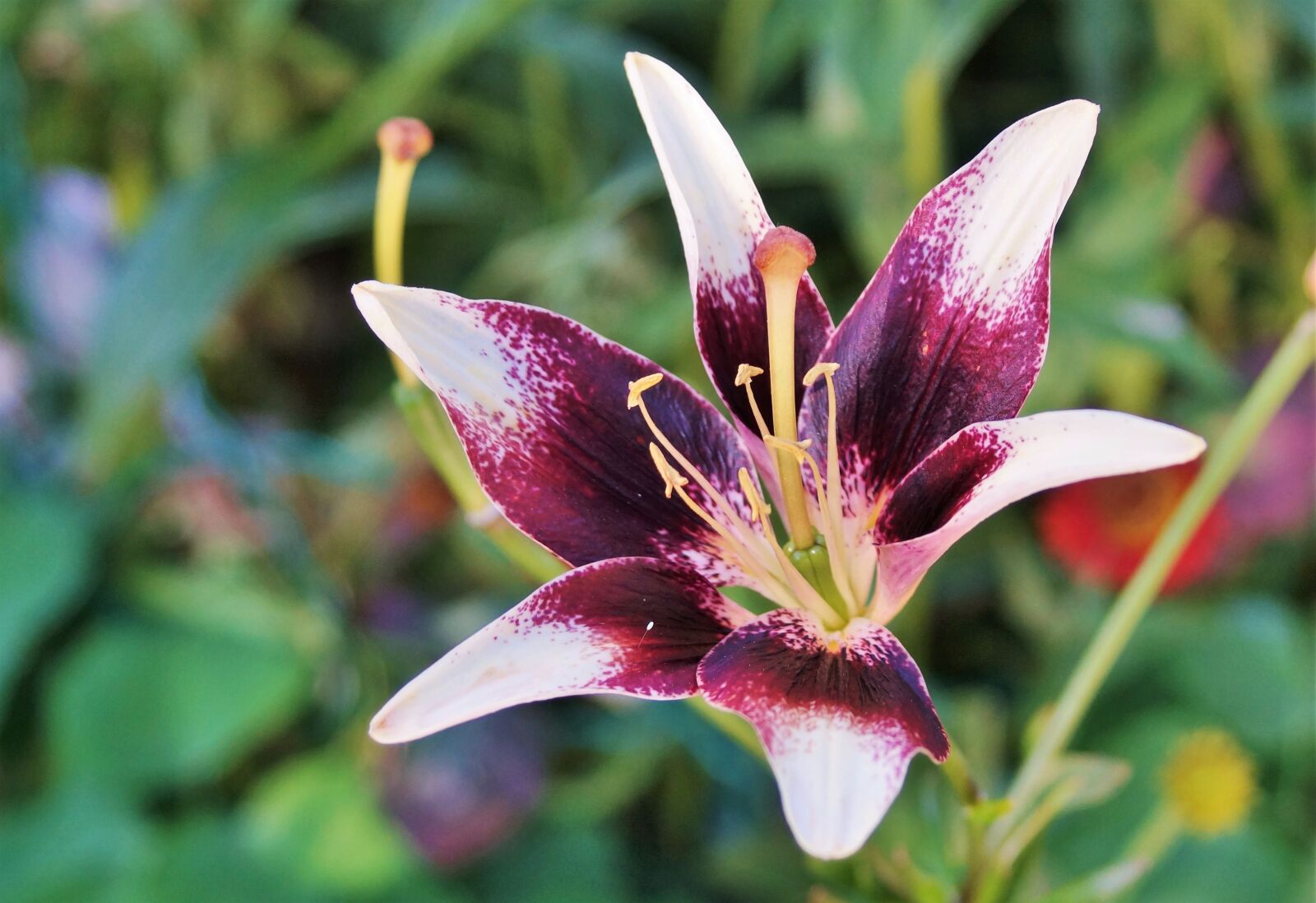 Sony DT 18-70mm F3.5-5.6 sample photo. Lily, flower, iris photography