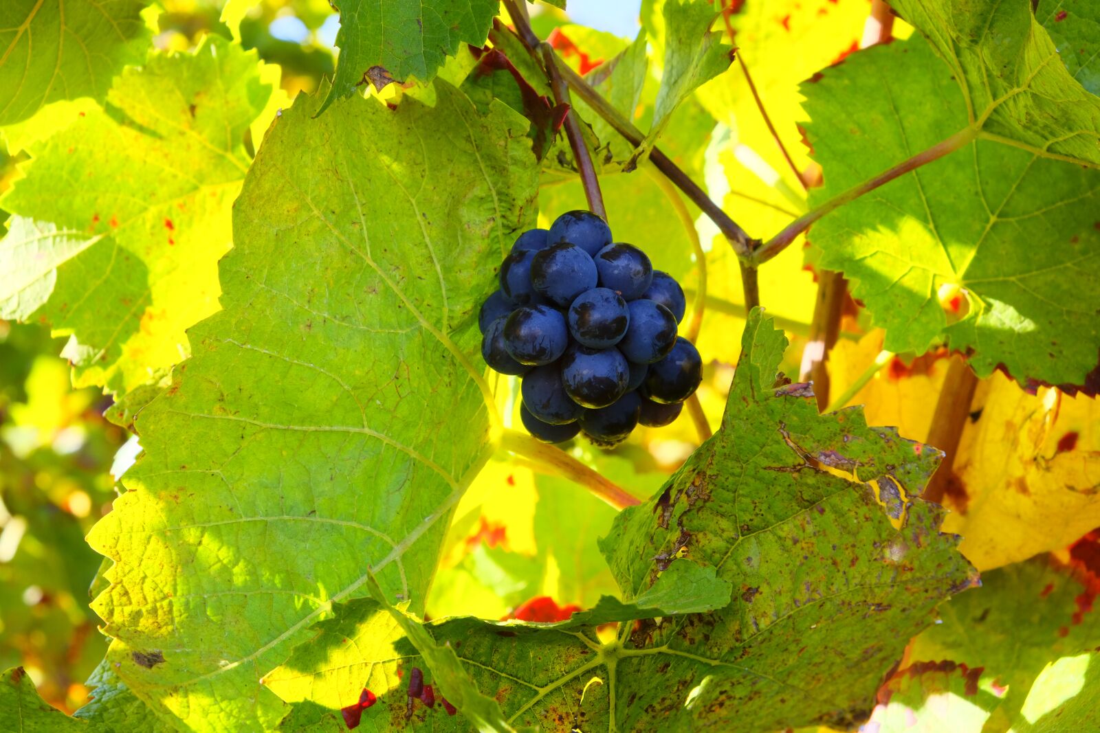 Fujifilm X-T20 sample photo. Grapes, blue grapes, fruit photography