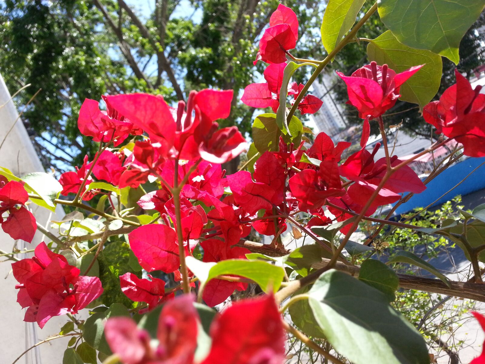 Samsung Galaxy S3 sample photo. Flowers, spring, nature photography