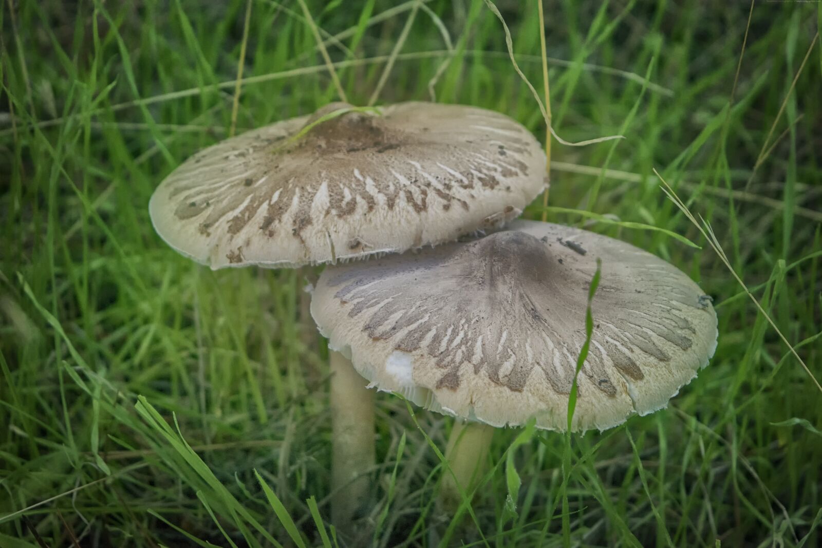 Nikon D3300 sample photo. Mushrooms, forest, autumn photography