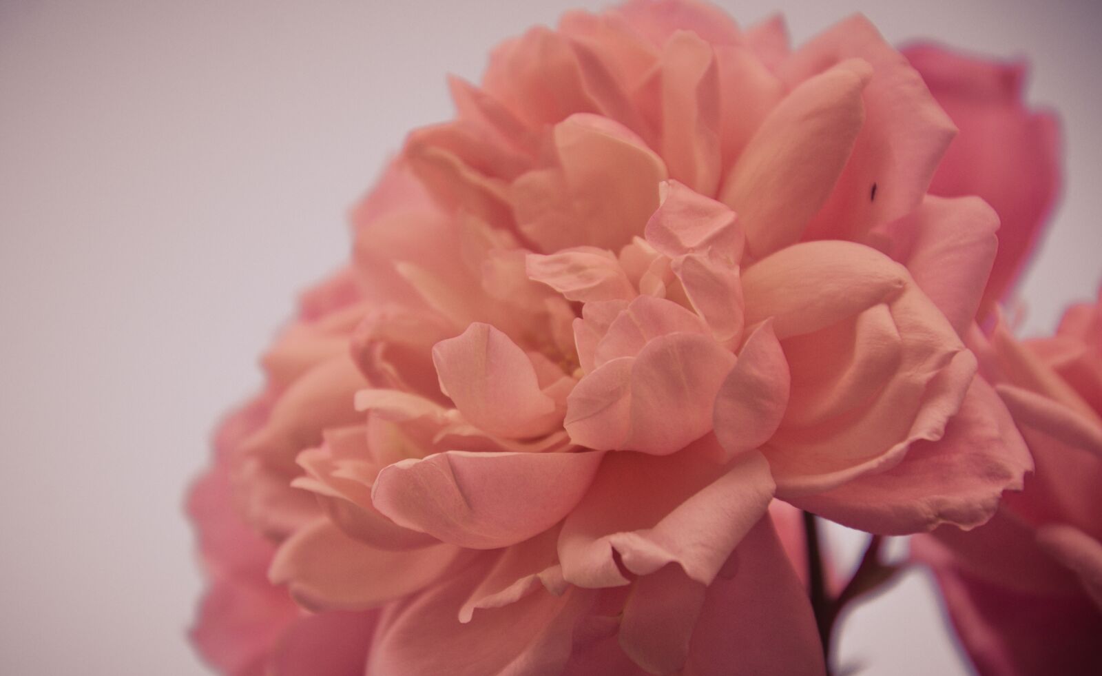 Nikon D7000 sample photo. Rose, flower, petals photography