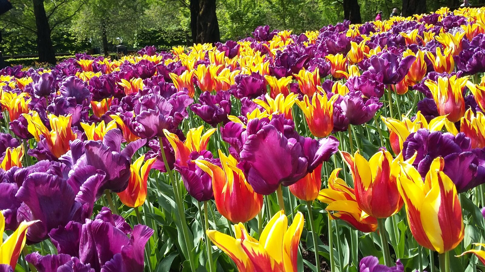 Samsung Galaxy A3 sample photo. Tulip, garden, flower photography