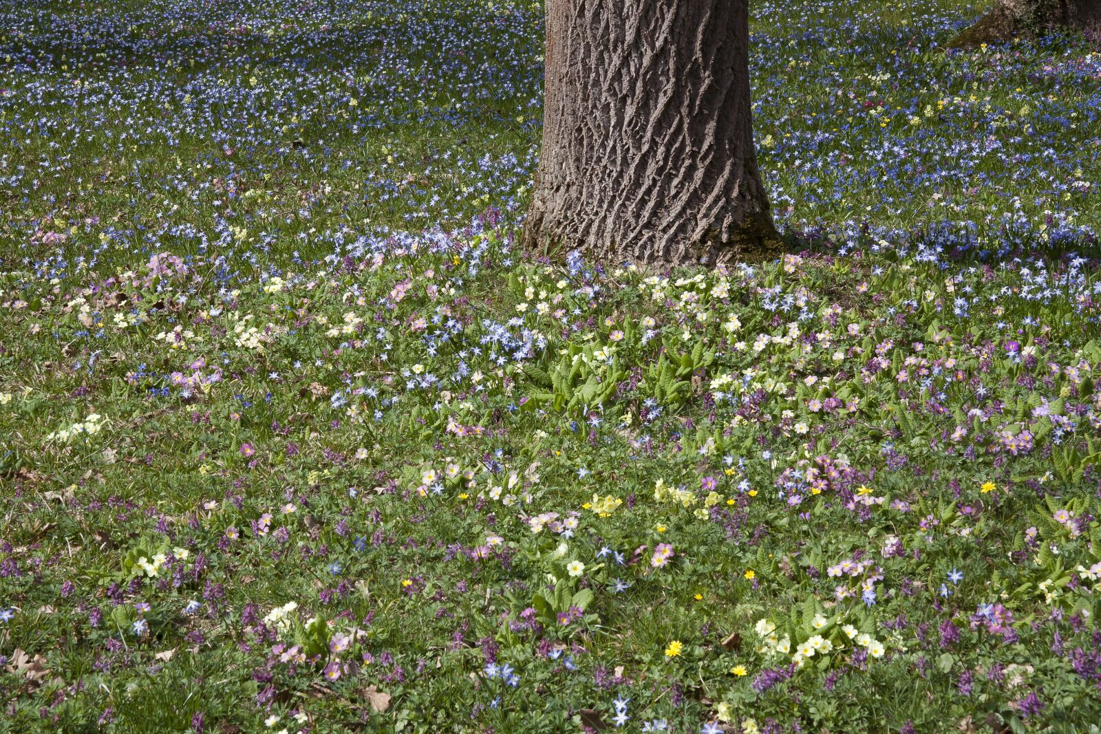 Canon EOS 50D sample photo. Spring meadow, tree, park photography