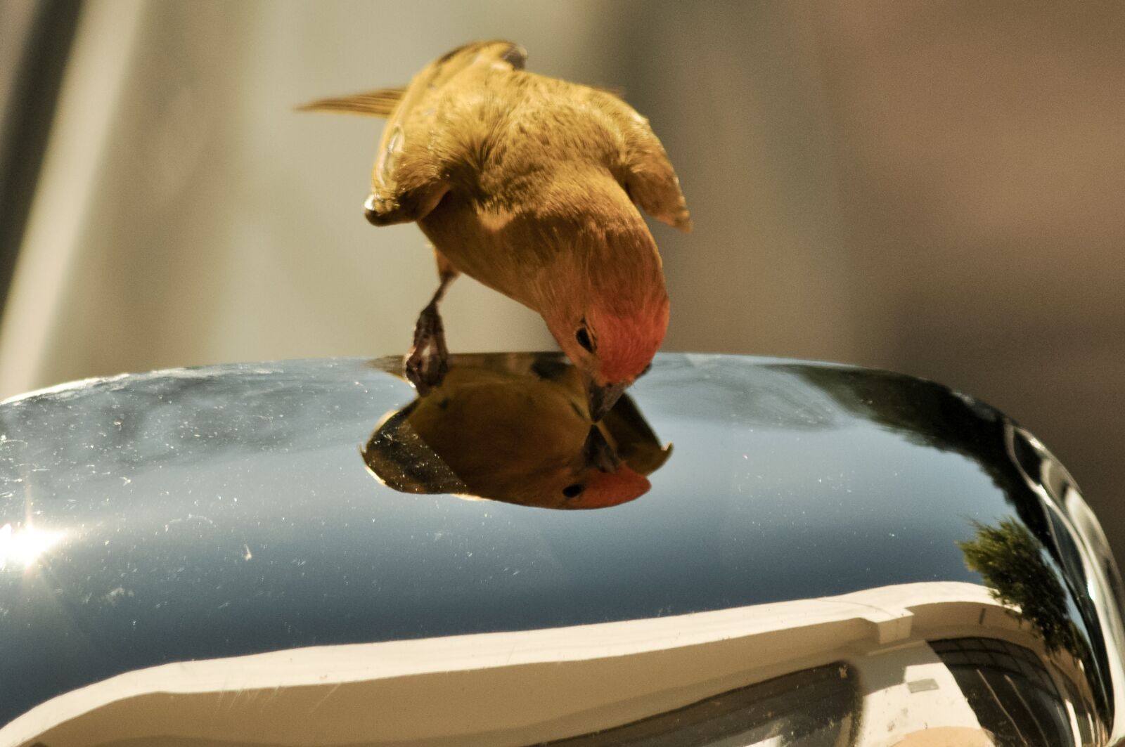 Nikon D5000 sample photo. Canario land, sicalis, canario photography