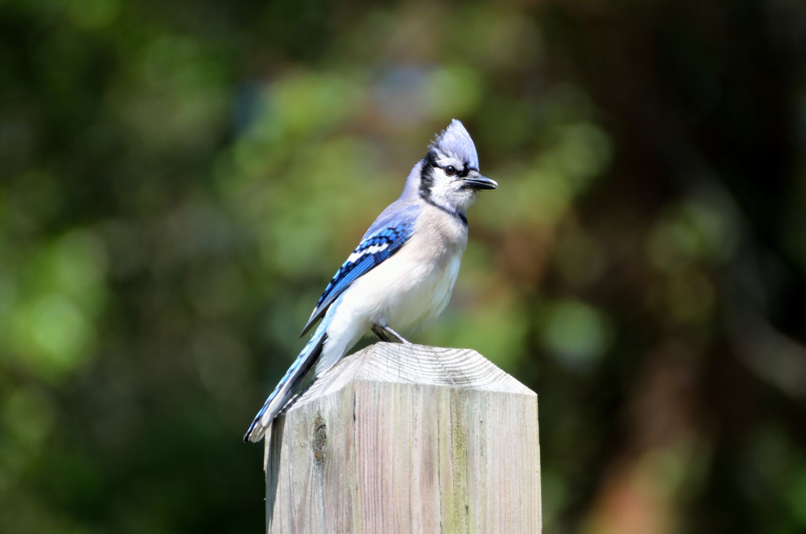 Nikon D7000 sample photo. Blue jay, bird, avian photography