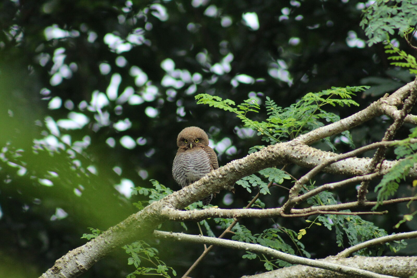 Canon EF 75-300mm f/4-5.6 sample photo. Jungle owlet photography