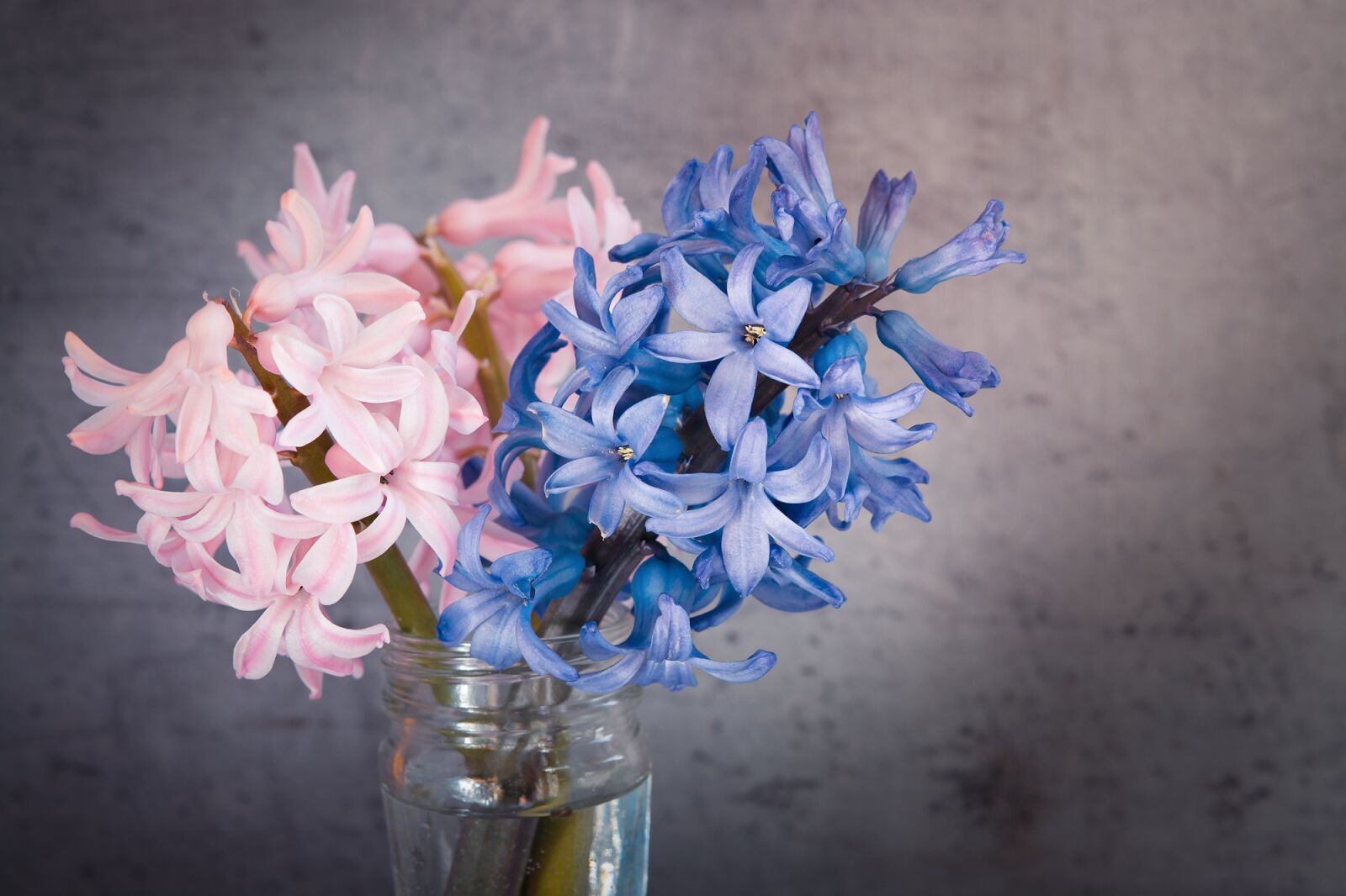 Nikon D7100 sample photo. Hyacinth, flowers, spring flower photography