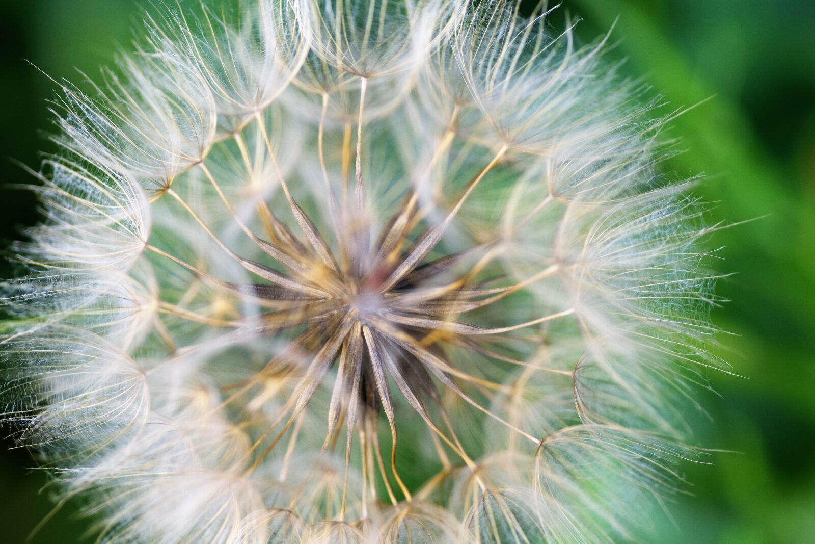Nikon D5300 sample photo. Dandelion, lint, fluff photography