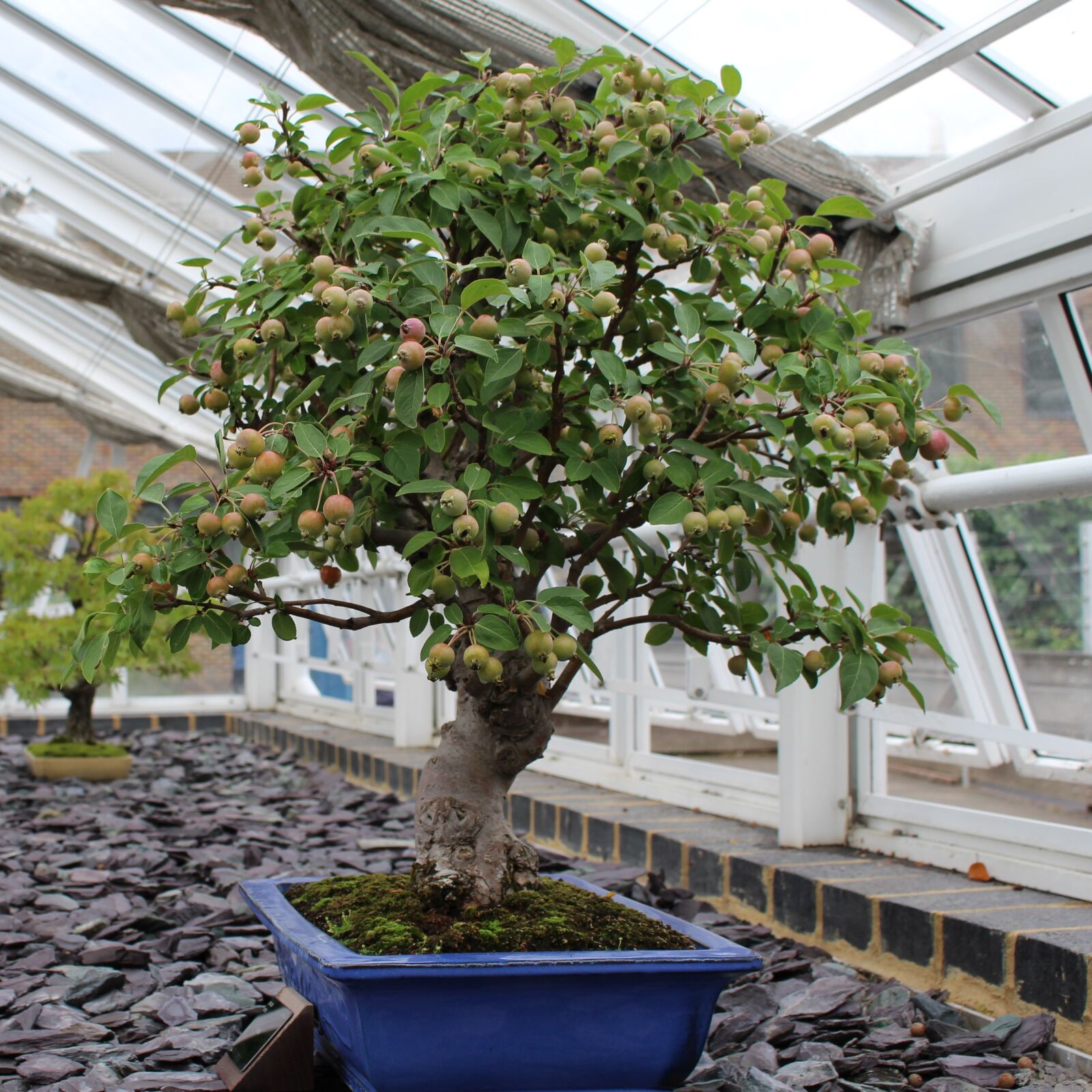 Canon EOS 700D (EOS Rebel T5i / EOS Kiss X7i) sample photo. Bonsai, garden, japan photography