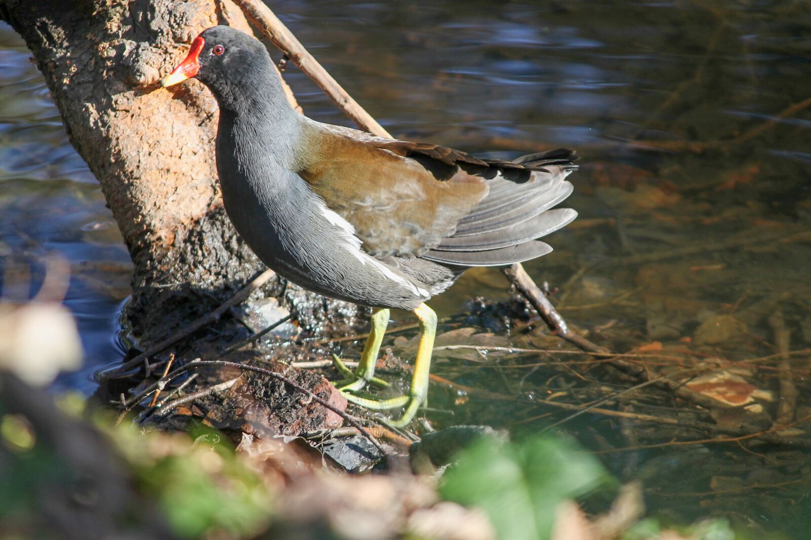 Canon EOS 1100D (EOS Rebel T3 / EOS Kiss X50) sample photo. Common moorhen, moorhen, gallinula photography