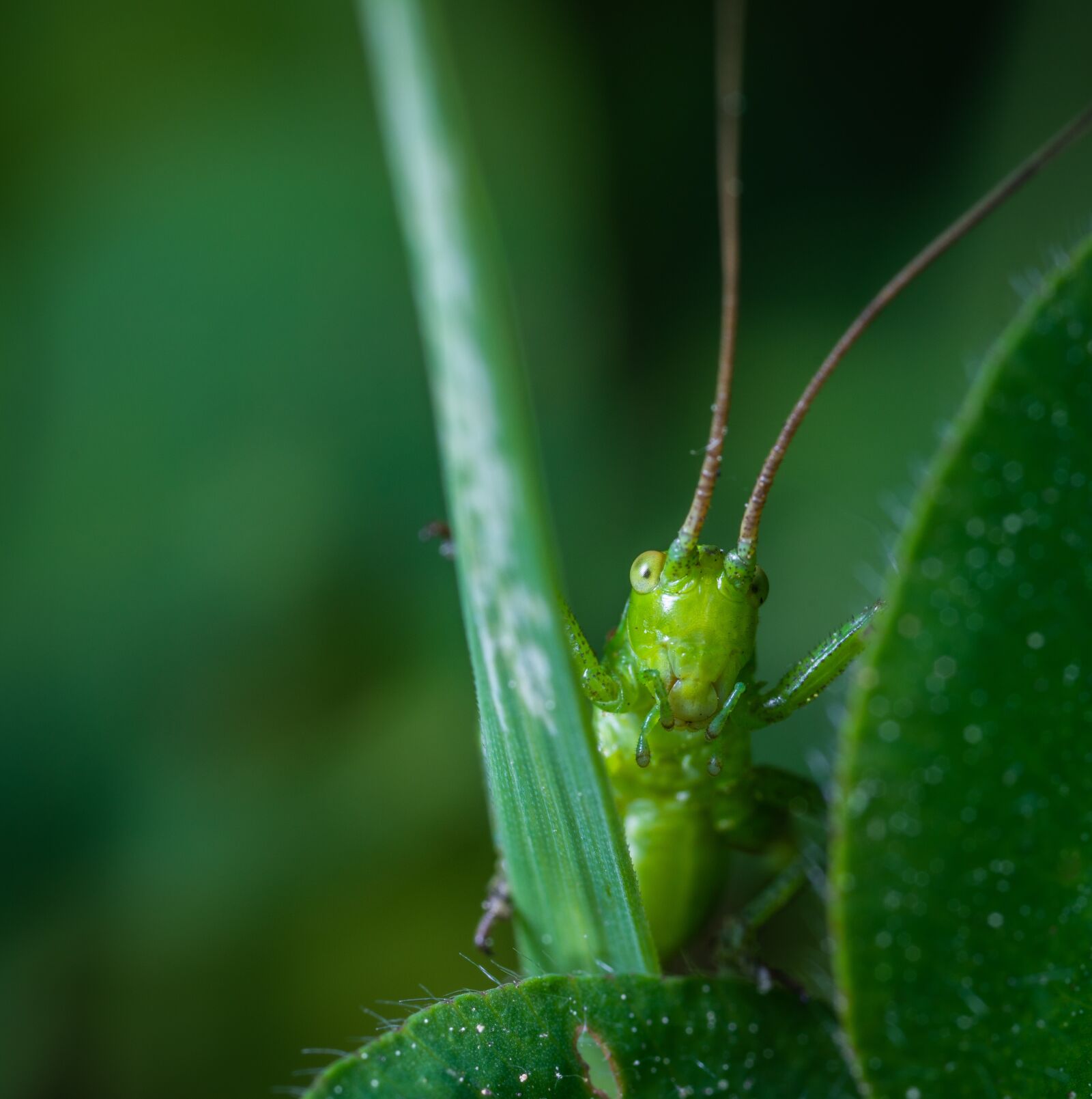 Sony a7R II sample photo. Macro, insect, the larva photography