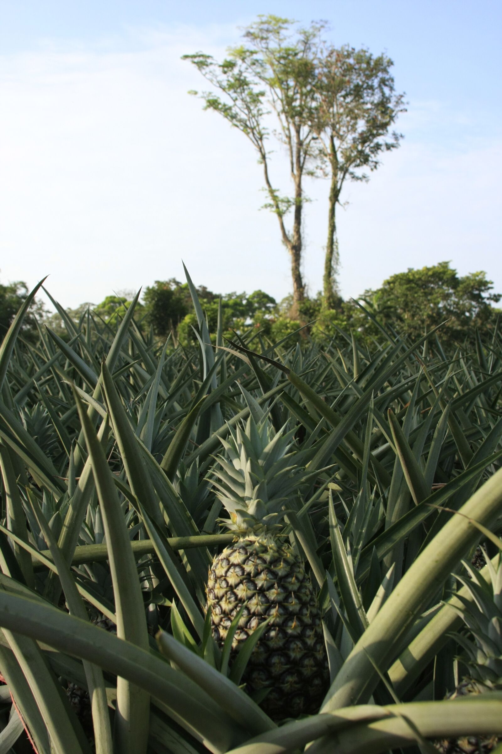 Canon EOS 40D sample photo. Nature, plant, food photography