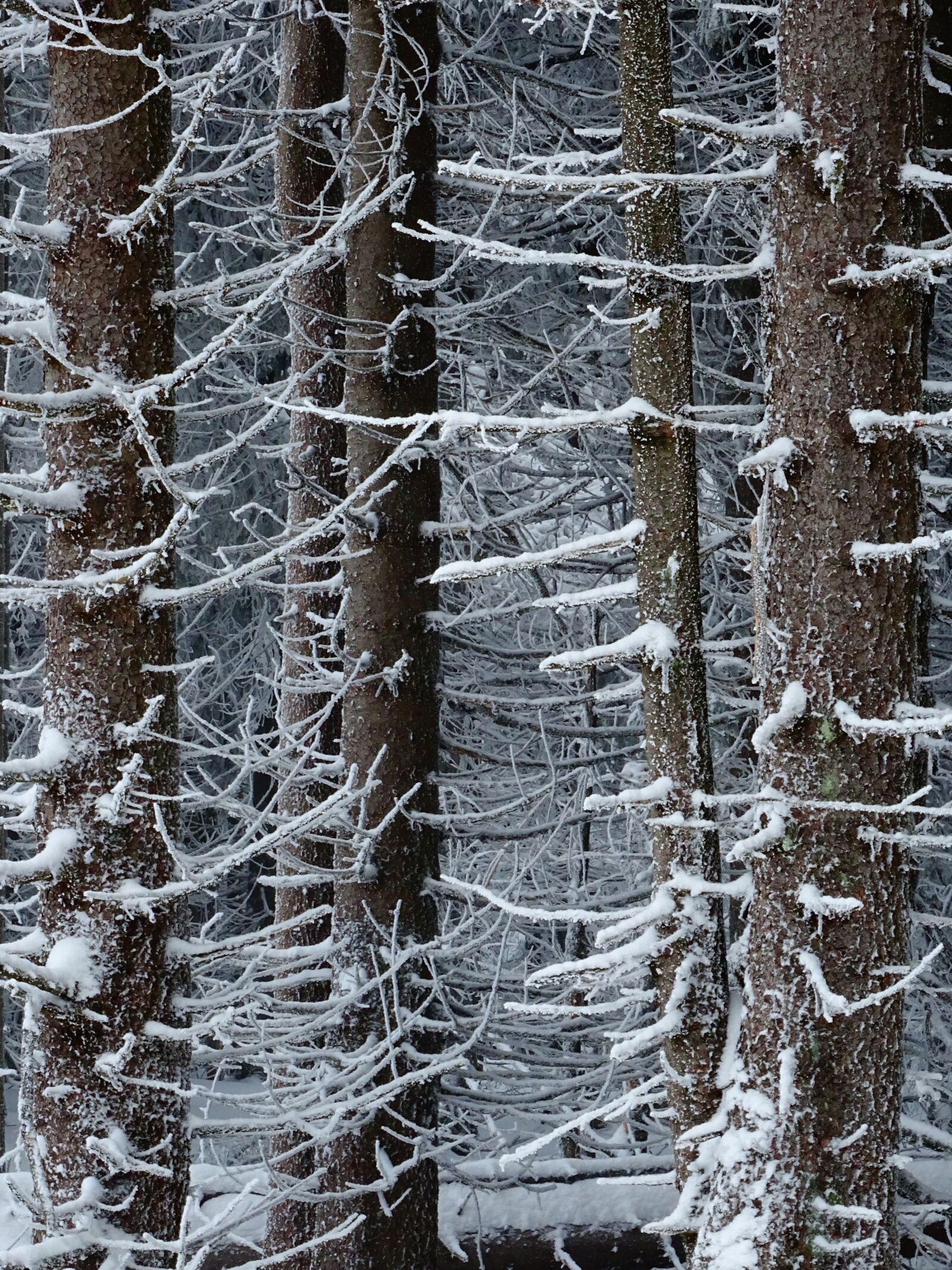 Sony Cyber-shot DSC-HX400V sample photo. Winter, forest, trees photography