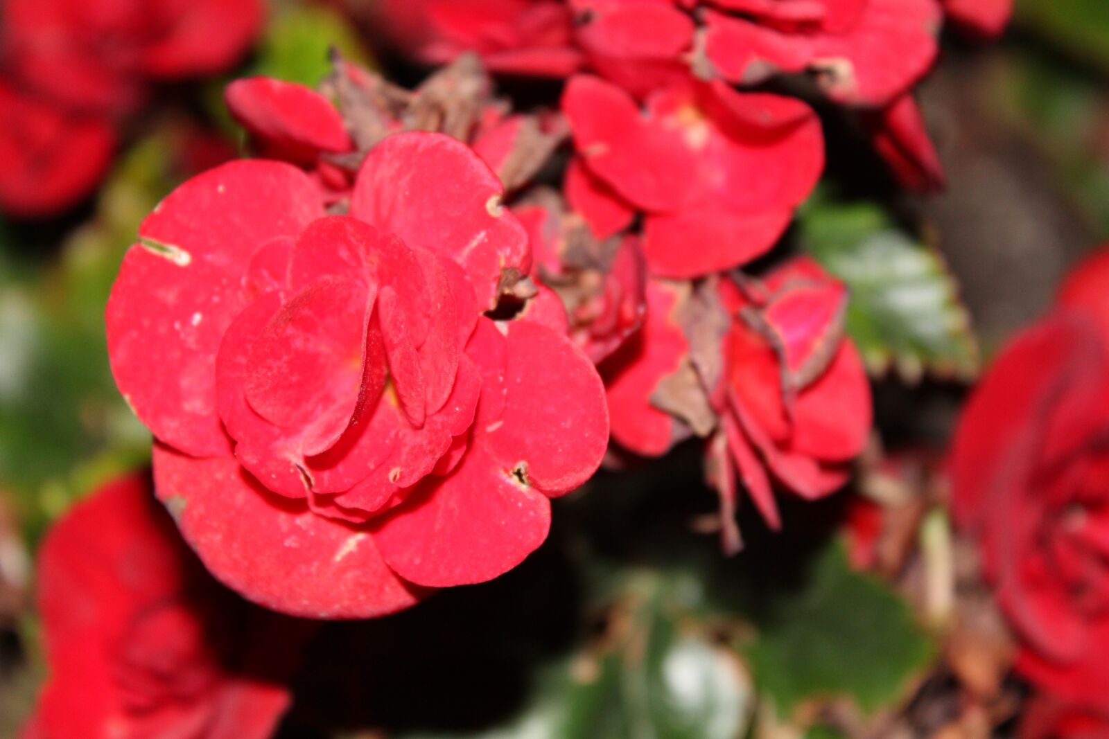 Canon EOS 1300D (EOS Rebel T6 / EOS Kiss X80) sample photo. Red flowers, flowers, night photography