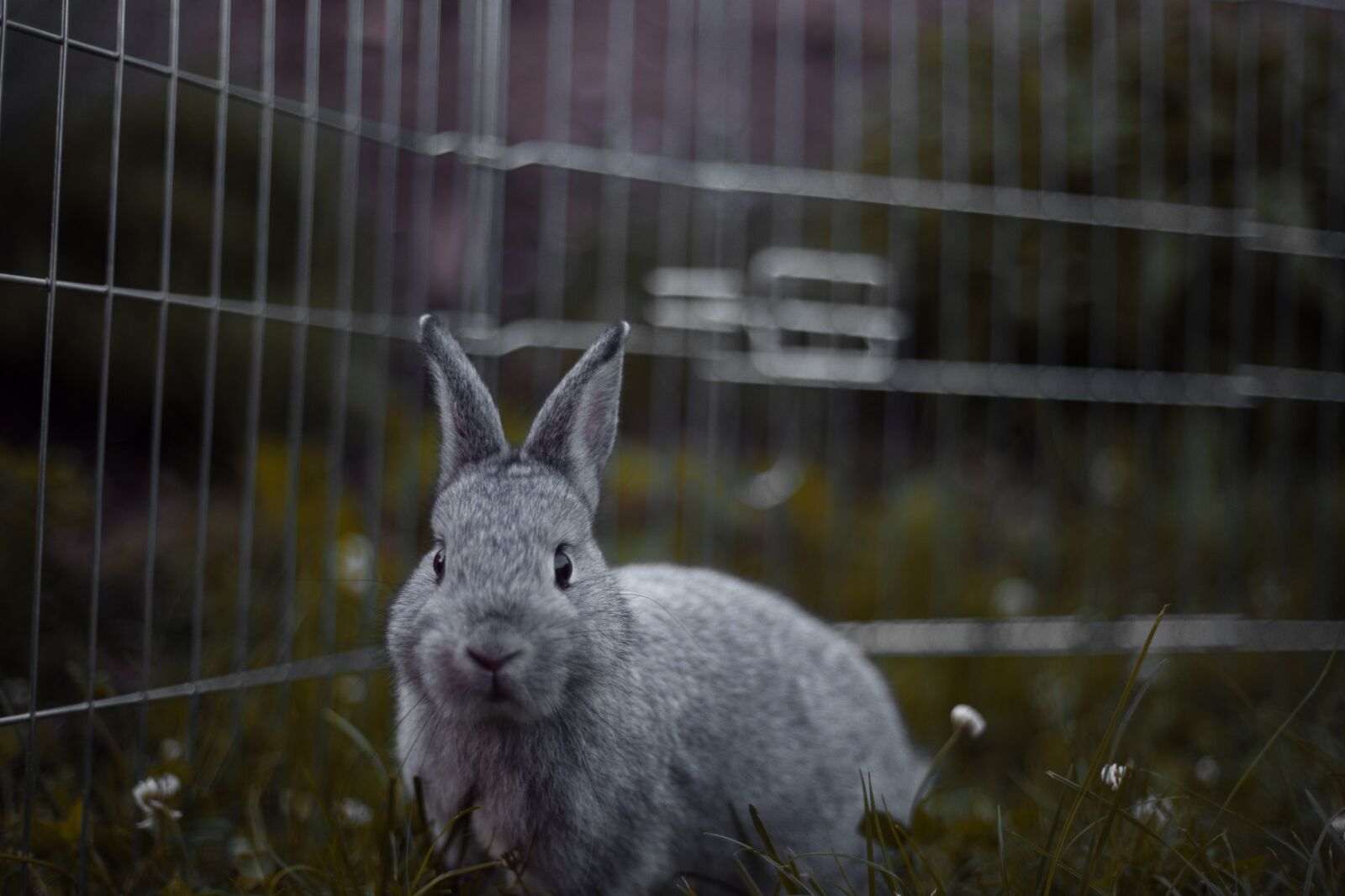 Canon EF 50mm F1.8 II sample photo. Rabbit, rodents, mammal photography