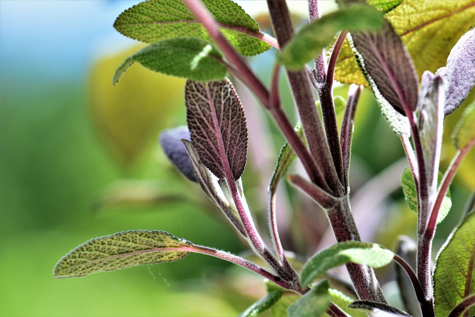 Nikon D5500 sample photo. Sage, plant, nature photography