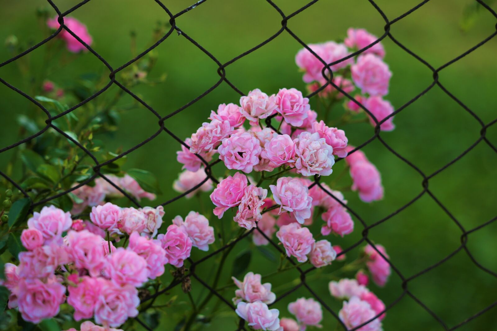 Canon EF 70-300 F4-5.6 IS II USM sample photo. Little pink roses, blooming photography