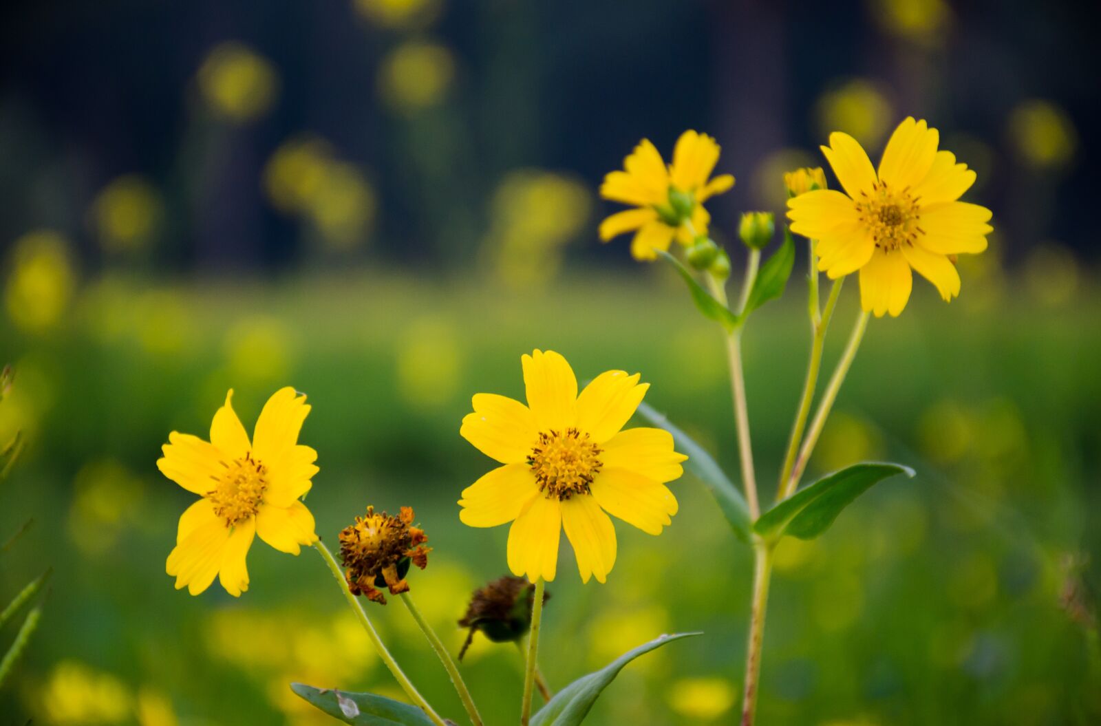 Nikon D7000 sample photo. Flower, yellow, sunflower photography