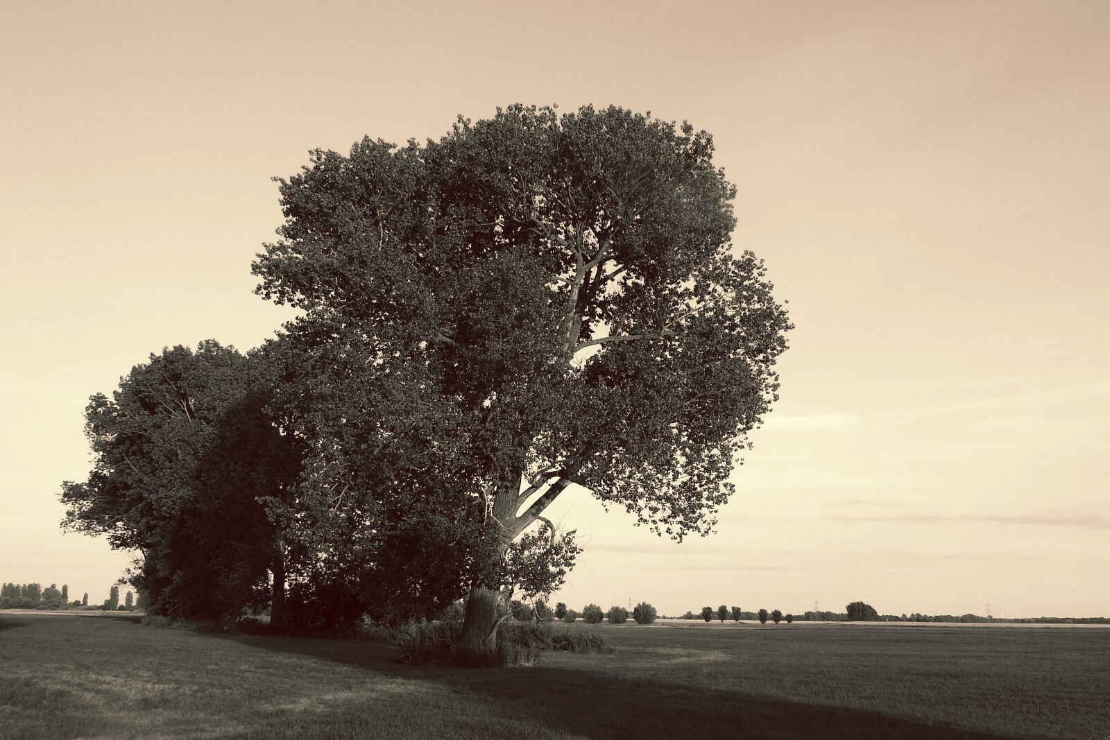 Nikon Coolpix P900 sample photo. Landscape, trees, black and photography