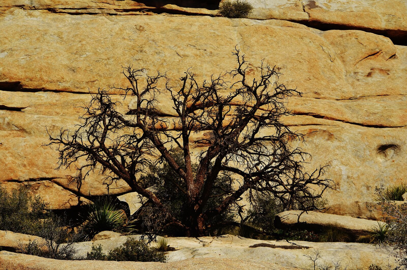 Nikon D5100 sample photo. Wilderness, joshua tree, joshua photography