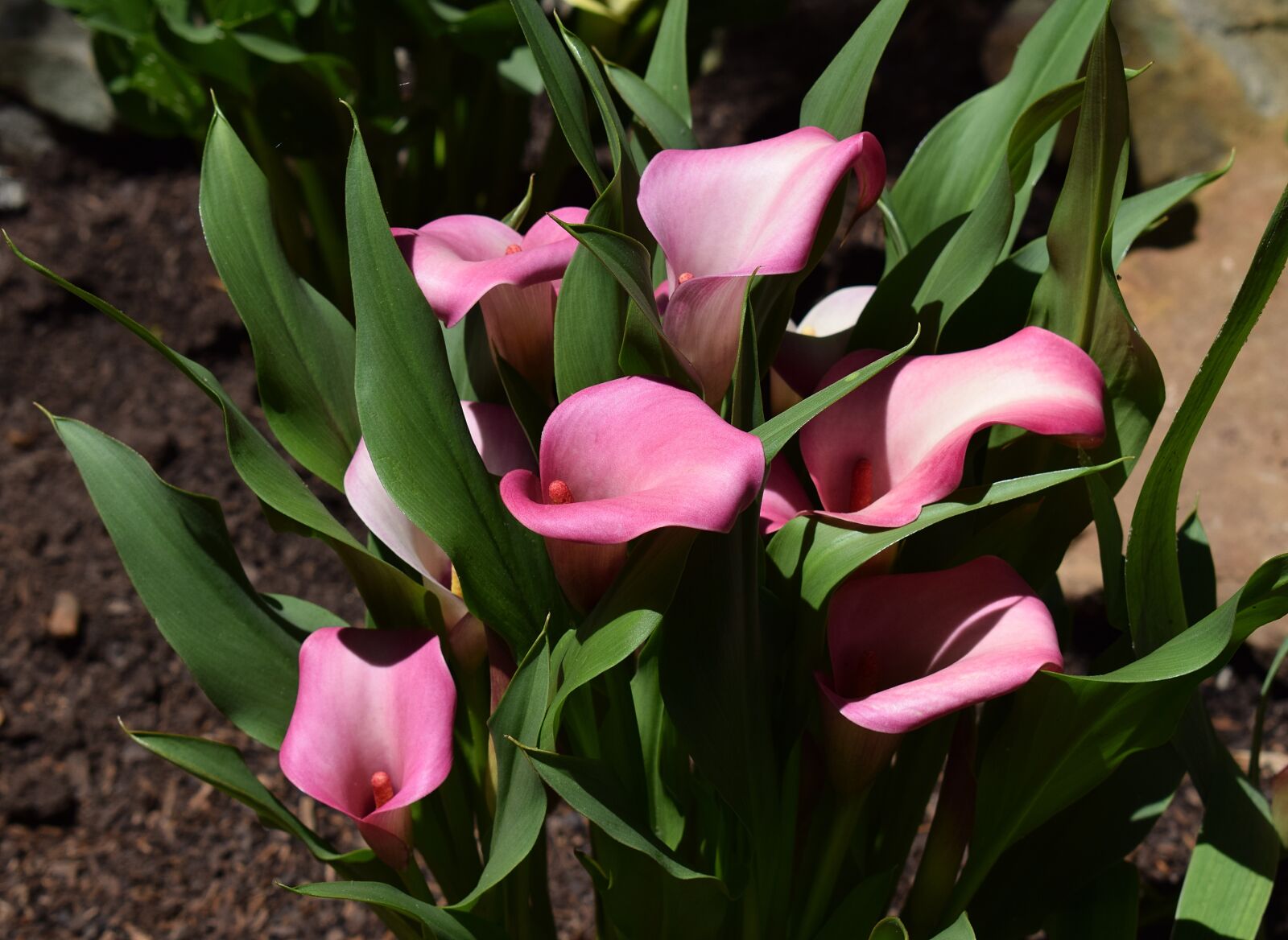 Nikon D3300 sample photo. Calla lily, flower, blossom photography
