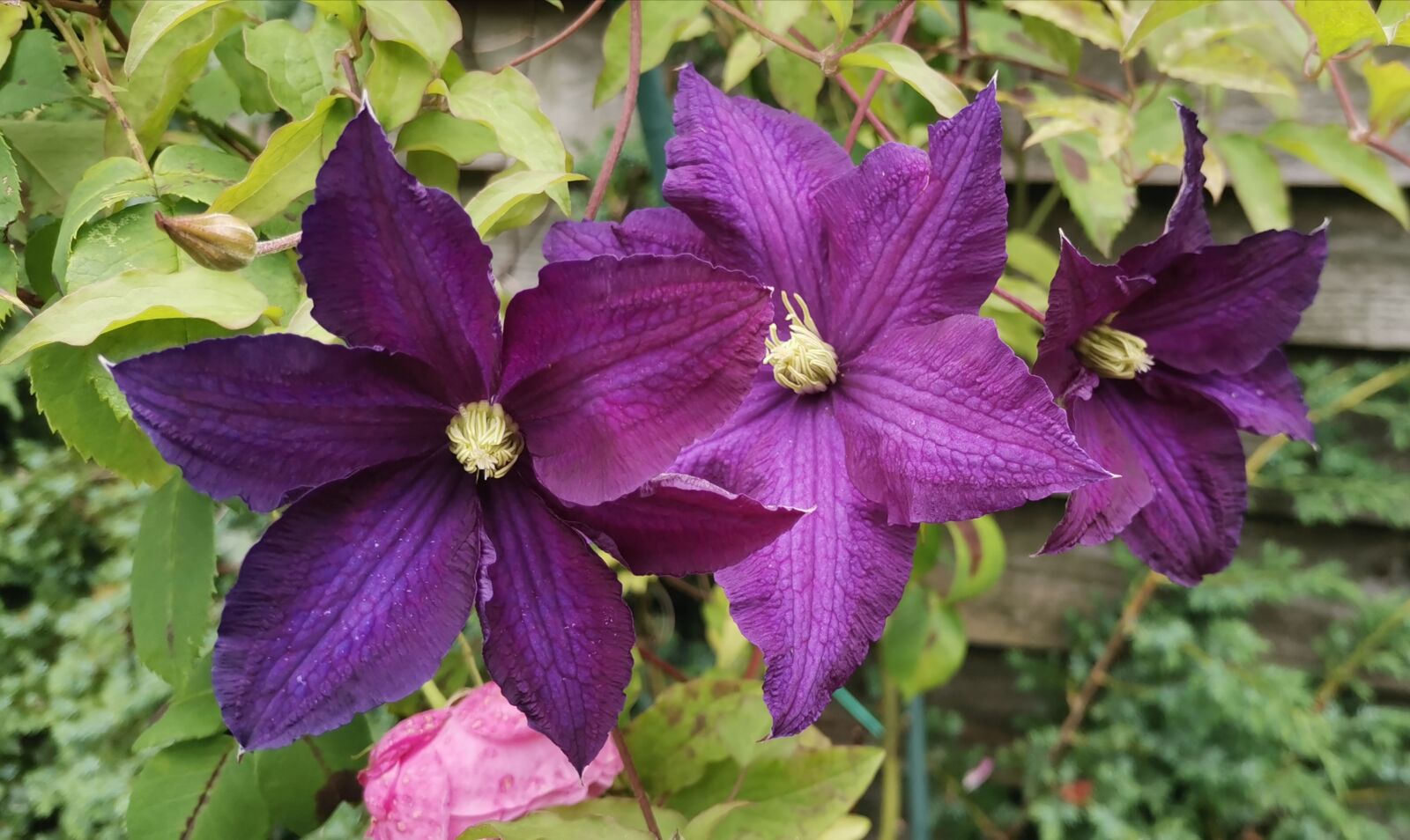 HUAWEI YAL-L21 sample photo. Purple, clematis, flower photography