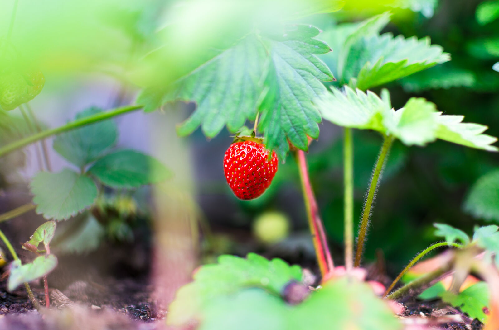 Nikon D5100 + Nikon AF-S DX Nikkor 35mm F1.8G sample photo. Agriculture, blur, color, confection photography
