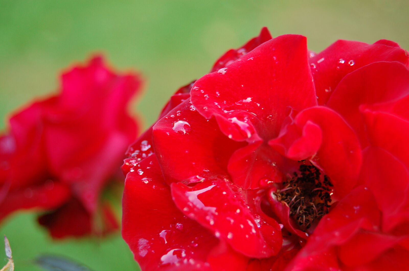 Nikon D50 + AF-S DX Zoom-Nikkor 18-55mm f/3.5-5.6G ED sample photo. Drops, flower, red, rose photography