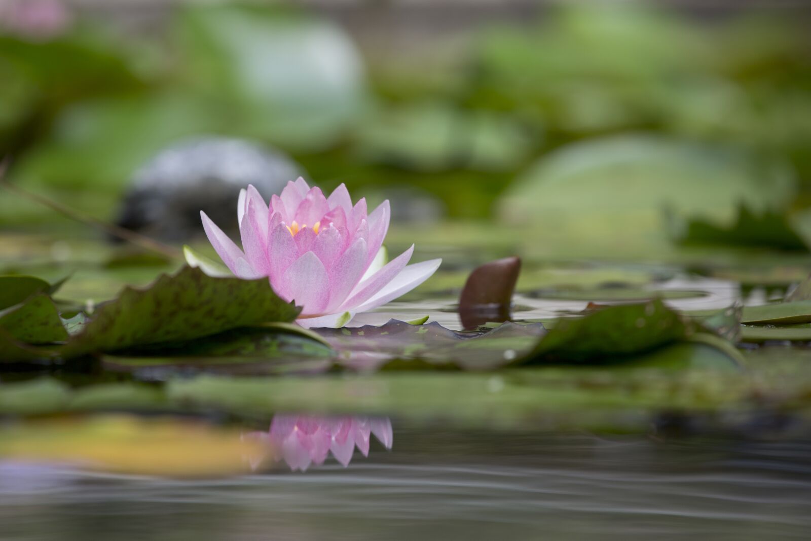 Canon EF 70-200mm F4L IS USM sample photo. Lotus, flower, aquatic plants photography