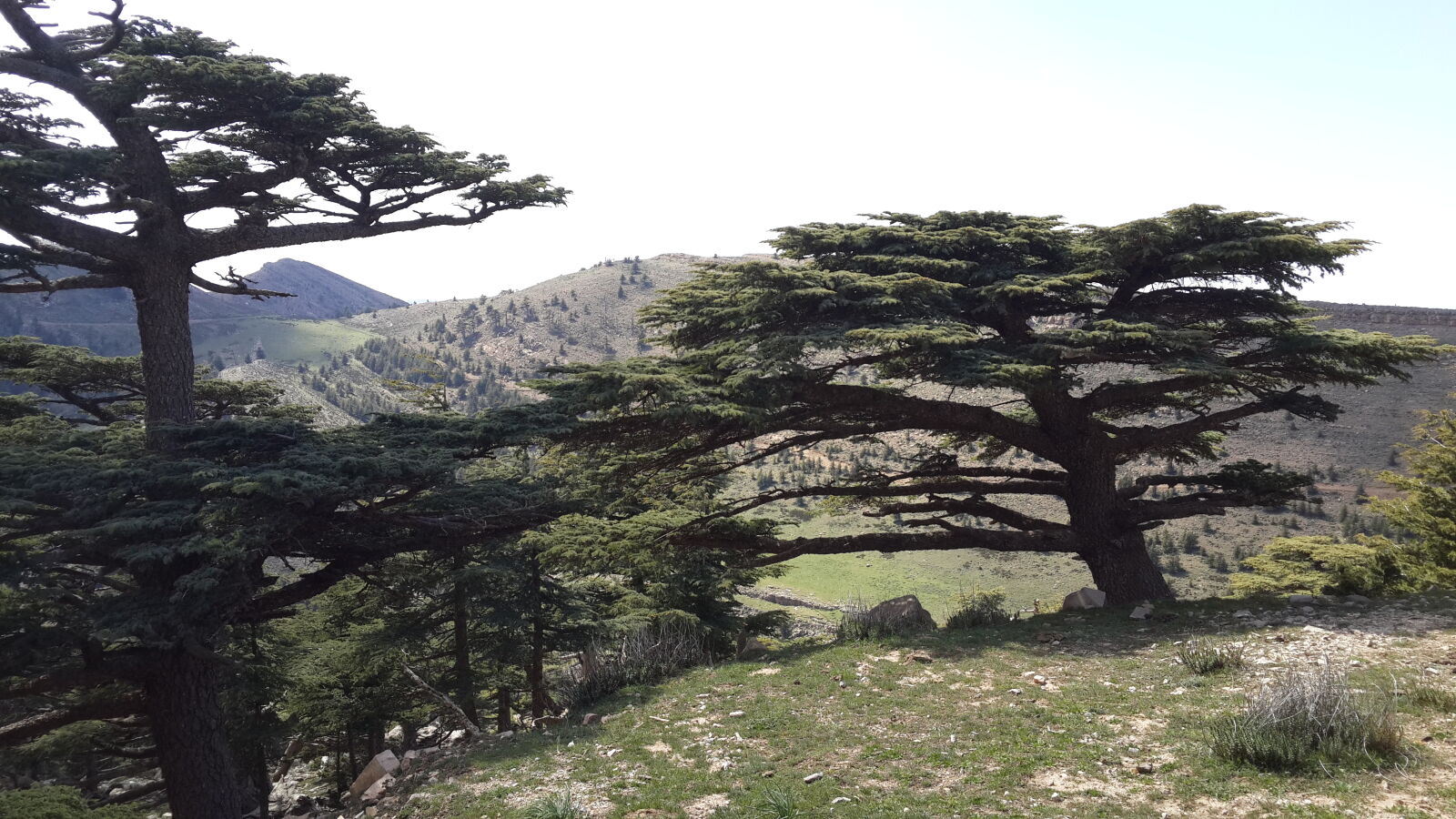 Samsung Galaxy S4 Duos sample photo. Algeria, cedar, tree, green photography
