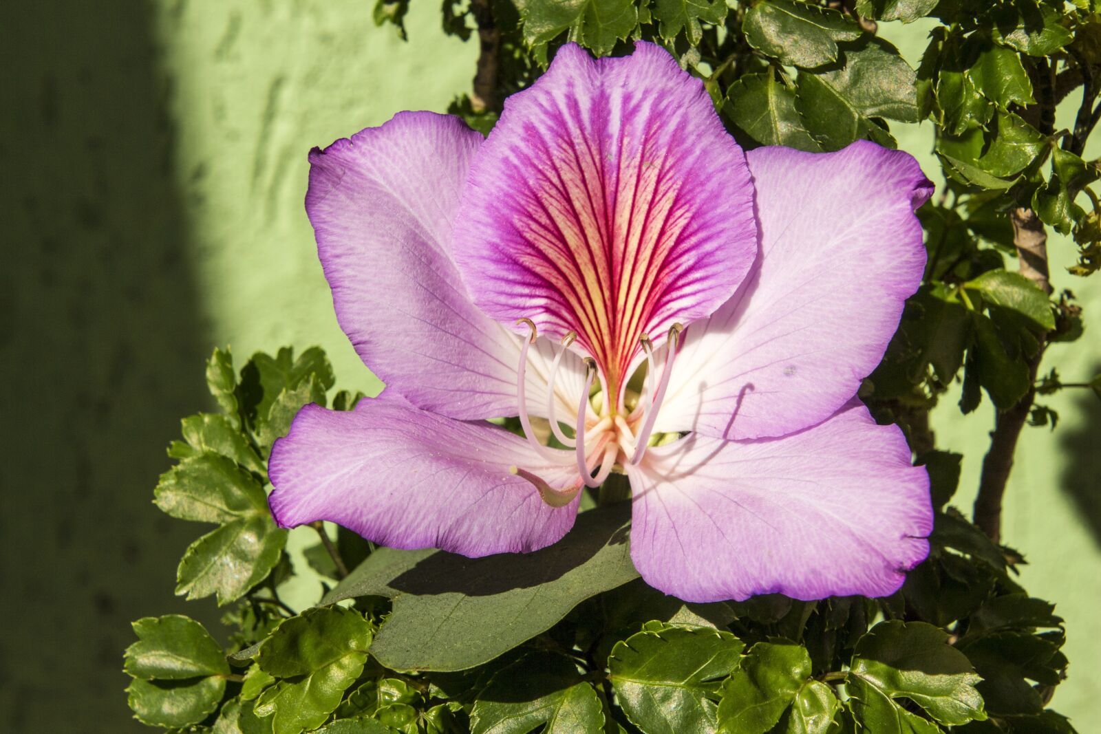 Canon EOS 700D (EOS Rebel T5i / EOS Kiss X7i) sample photo. Flower, purple flower, nature photography