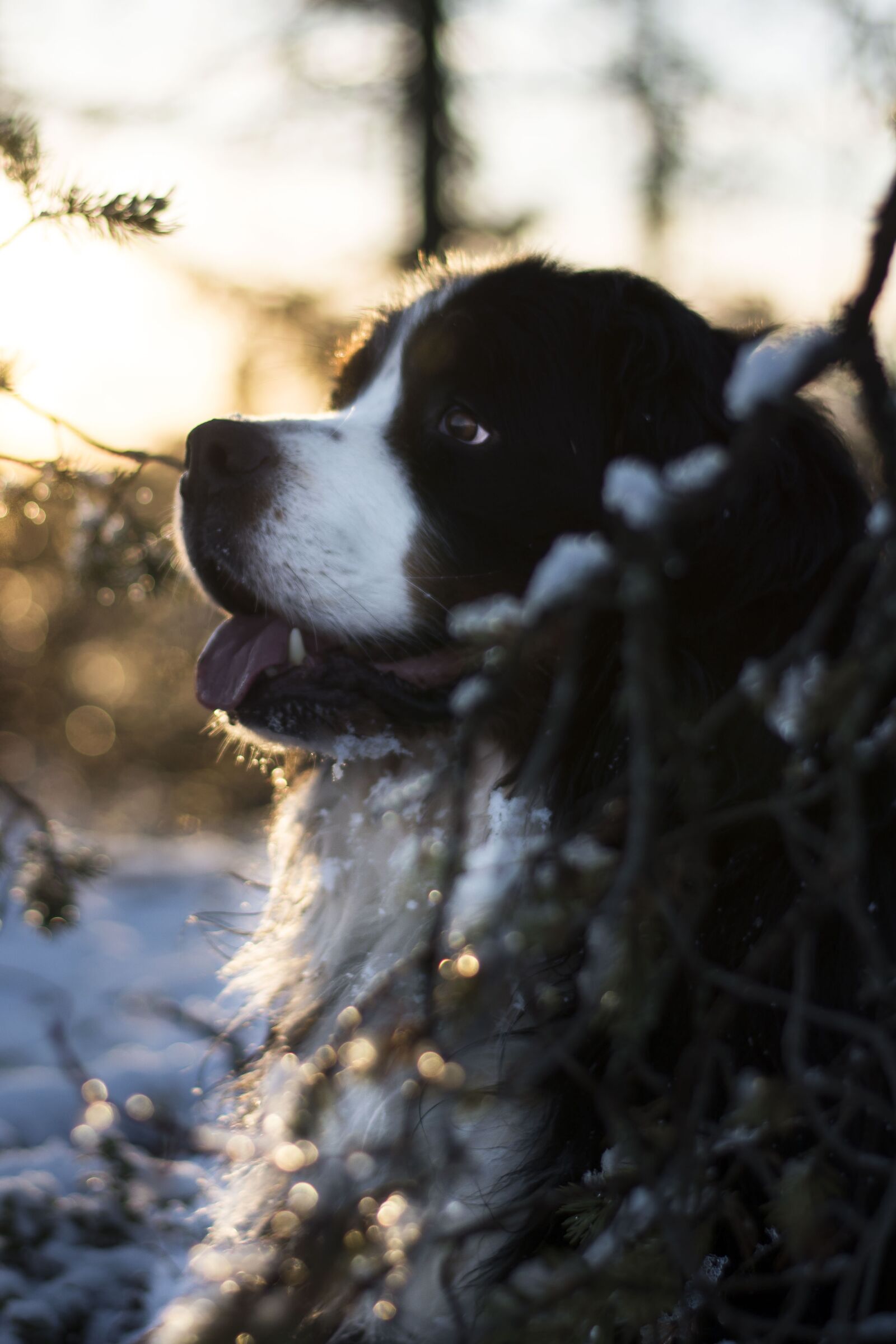 Nikon D7100 sample photo. Bernese mountain dog, dog photography