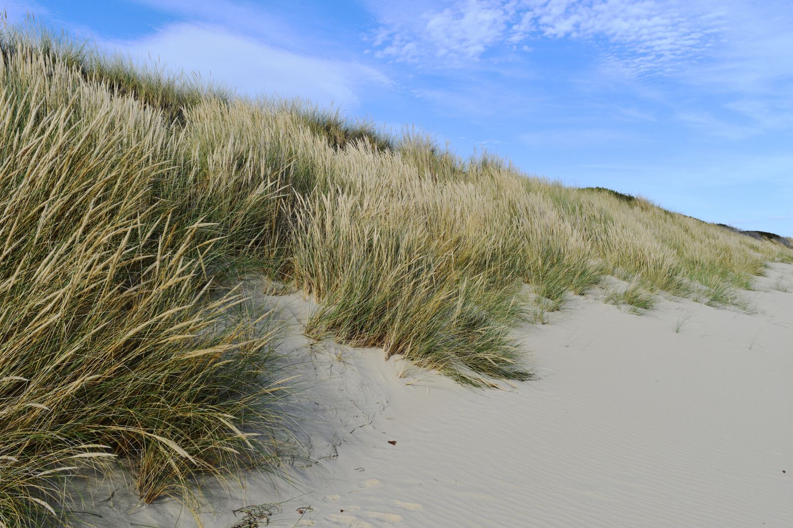 Nikon D7200 sample photo. Australia, beach, beach grass photography