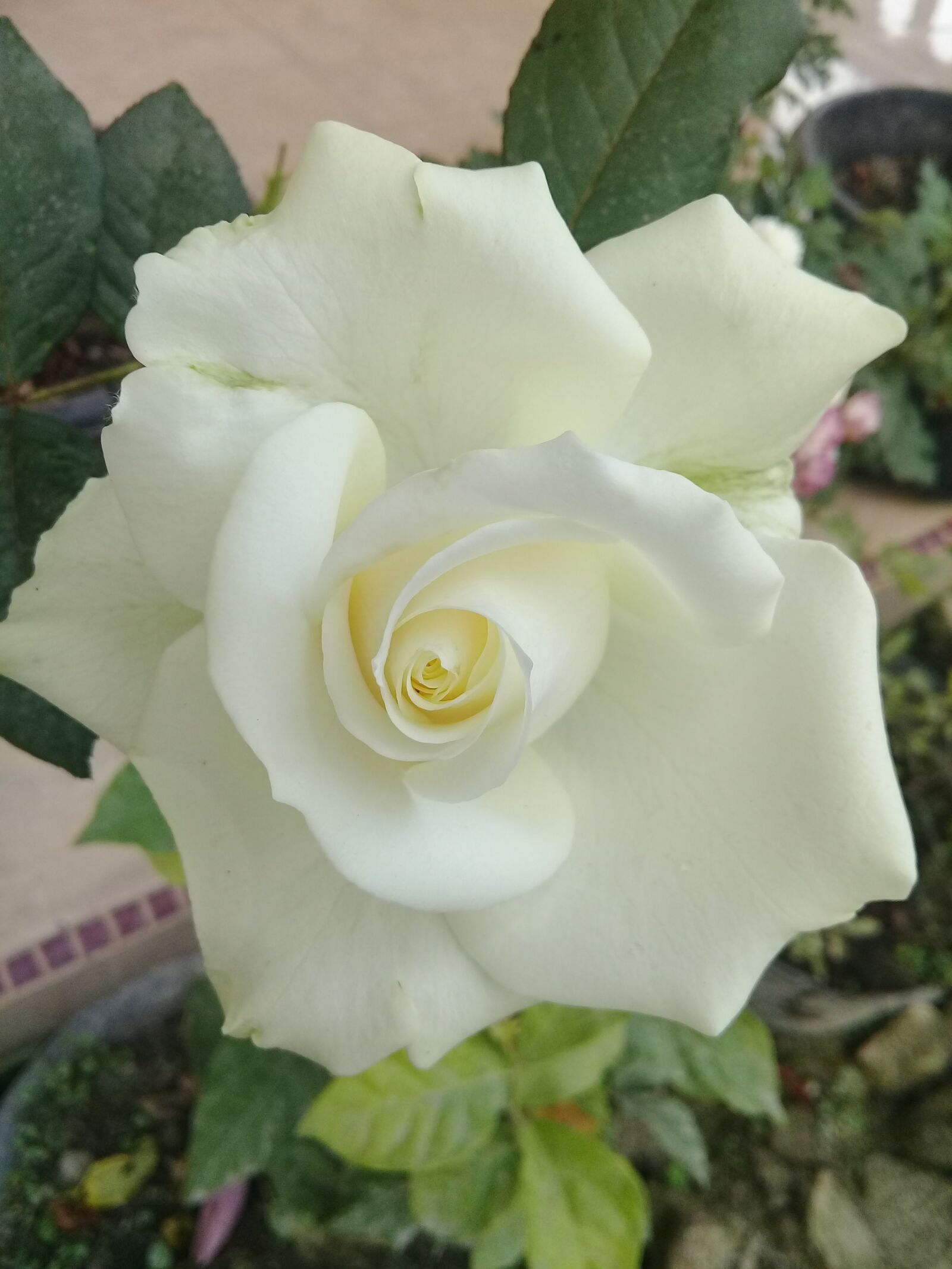 Samsung Galaxy J2 Prime sample photo. Rose, white roses, flower photography