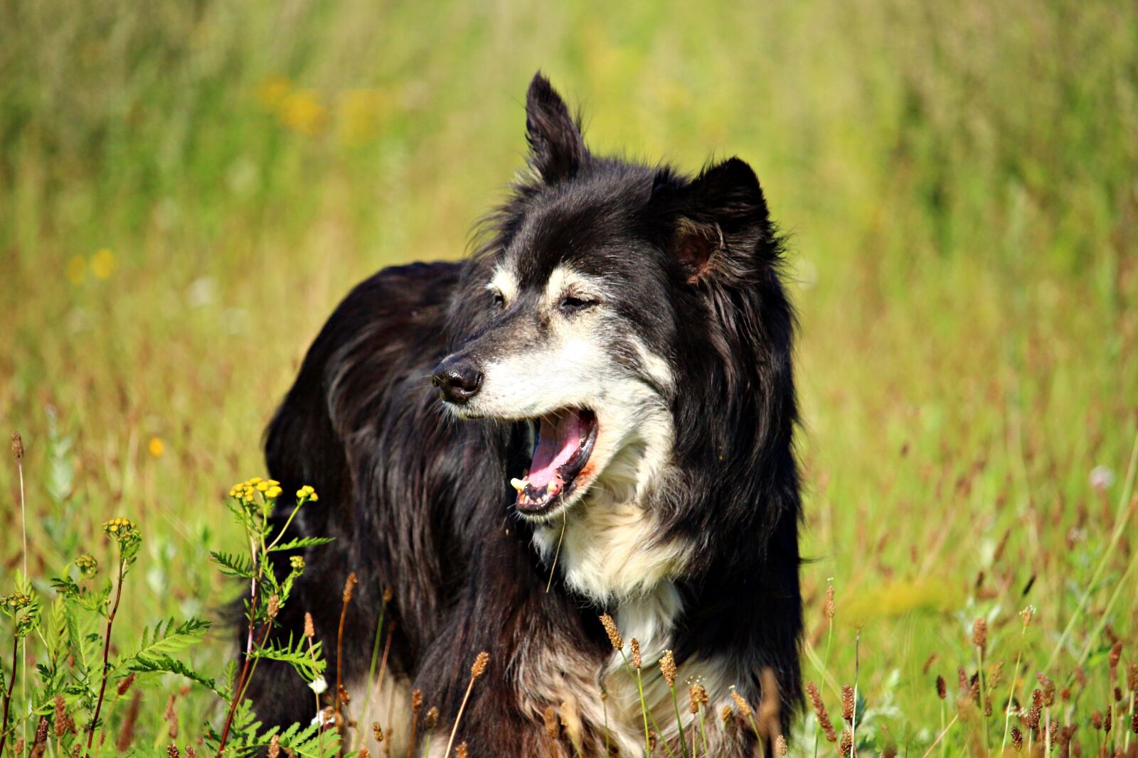 Canon EOS 100D (EOS Rebel SL1 / EOS Kiss X7) sample photo. Dog, yawn, border photography