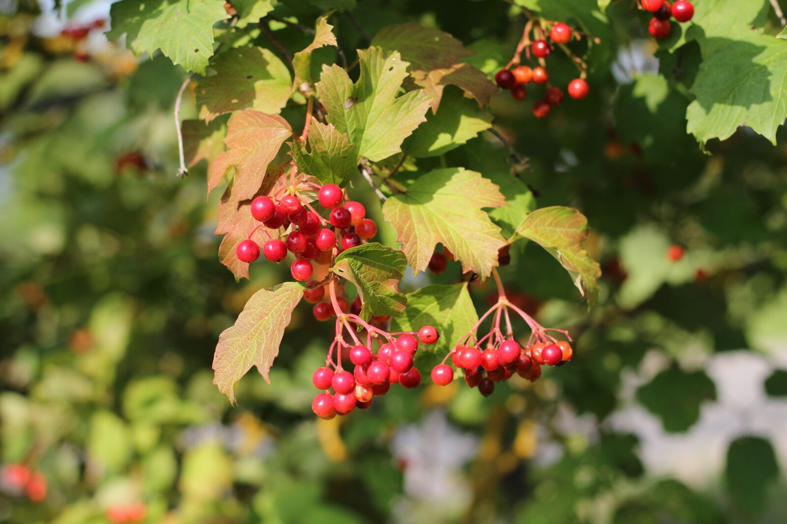 Canon EOS 600D (Rebel EOS T3i / EOS Kiss X5) + Canon EF 50mm F1.8 II sample photo. Viburnum, autumn, red photography