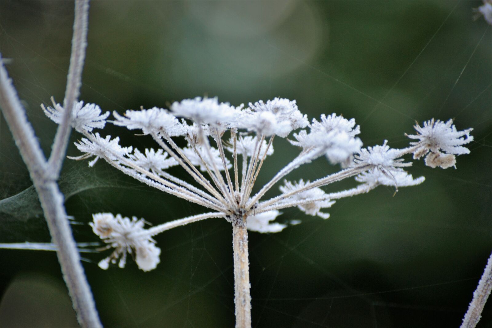 Nikon D3100 sample photo. Close, up, view, frost photography