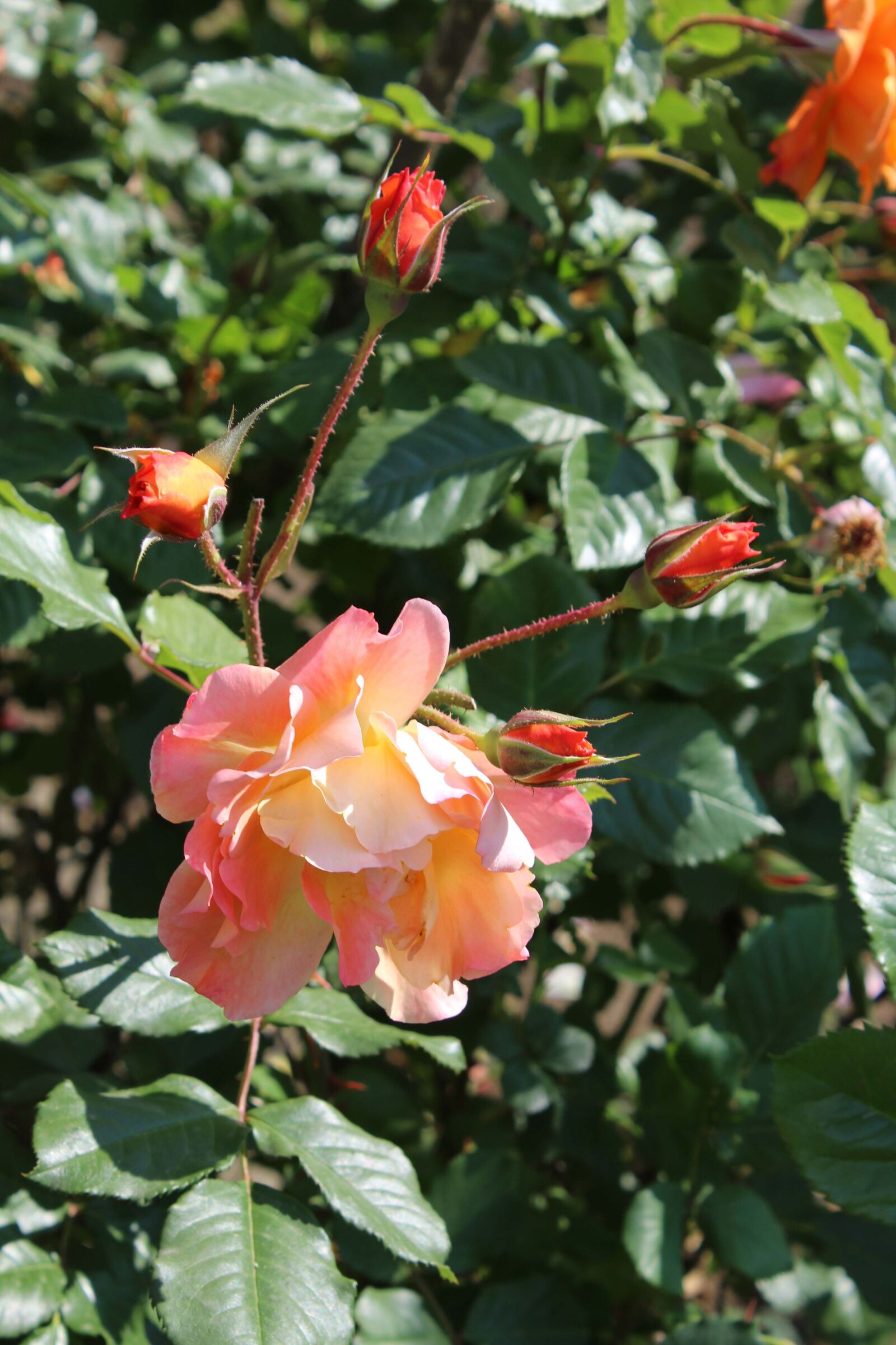 Canon EOS 1300D (EOS Rebel T6 / EOS Kiss X80) sample photo. Rose, beautiful, green photography