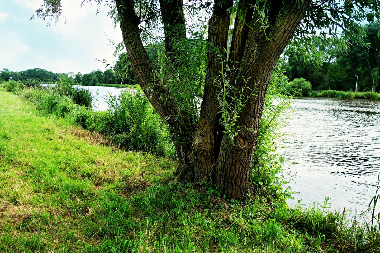 Sony Cyber-shot DSC-RX100 sample photo. River, riverbank, tree photography