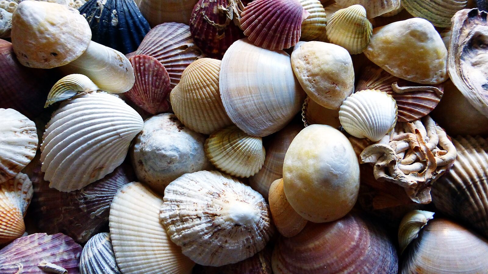 Panasonic Lumix DMC-ZS25 (Lumix DMC-TZ35) sample photo. Shells, make screen, sea photography
