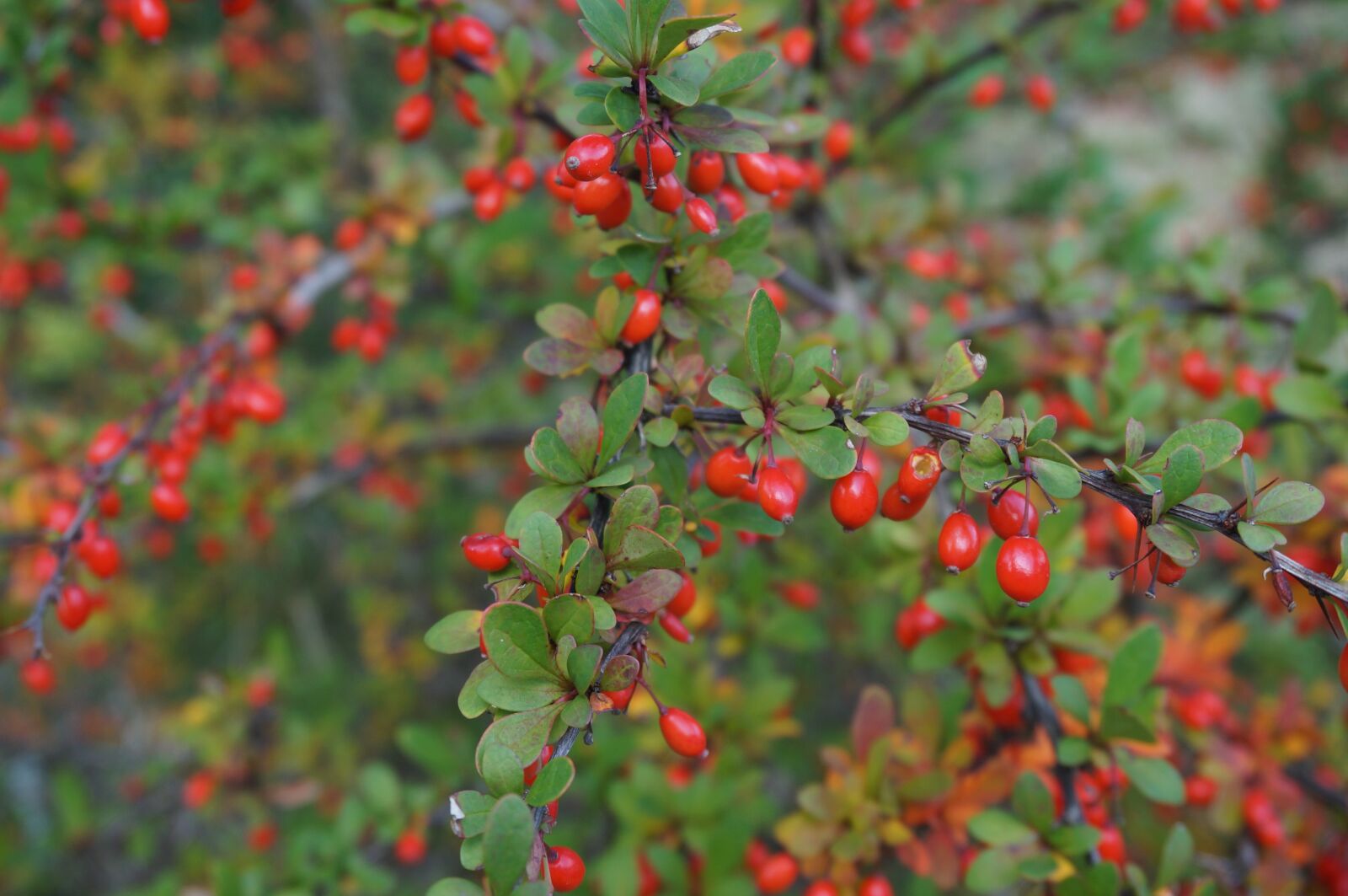 Sony Alpha NEX-3N sample photo. Bush, berry, background photography