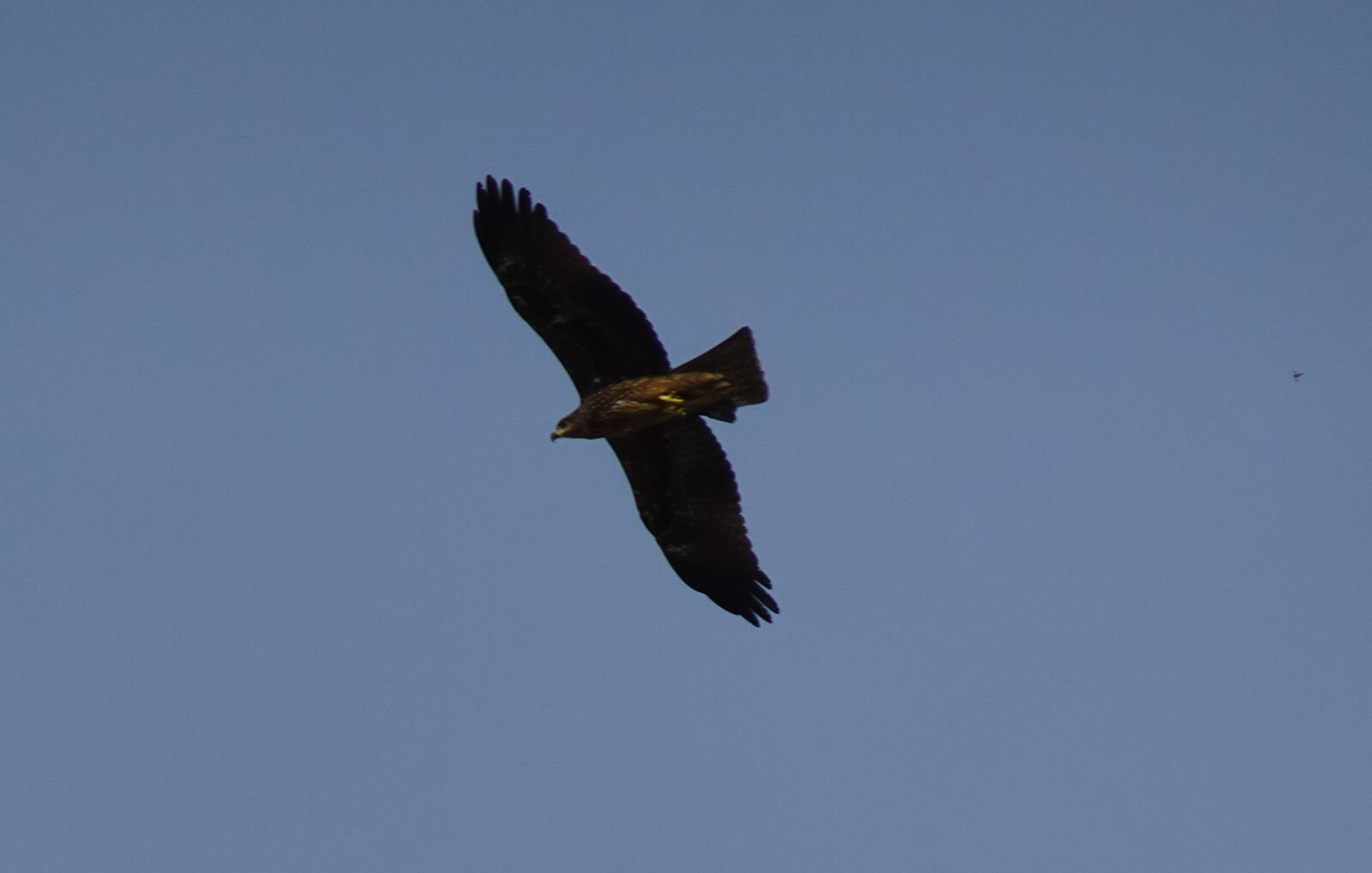 Sony DSC-WX800 sample photo. Bird, avian, kite photography