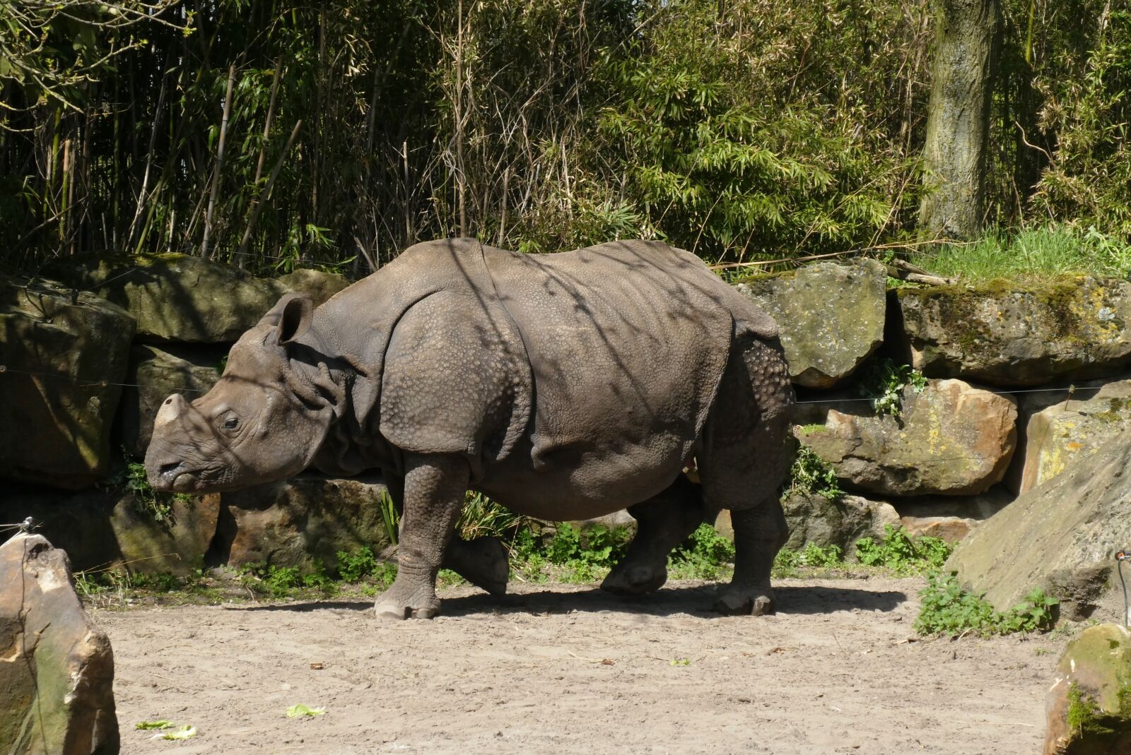 Panasonic Lumix DC-ZS70 (Lumix DC-TZ90) sample photo. Rhino, zoo, bijdorp photography